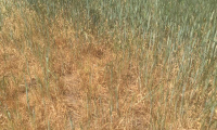 Alianța pentru Agricultură și Cooperare face un apel la fermierii calamitați să se mobilizeze și depună cererea de înștiințarea de daune la culturile agricole înființate în toamna anului 2021