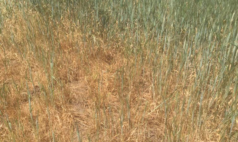 Alianța pentru Agricultură și Cooperare face un apel la fermierii calamitați să se mobilizeze și depună cererea de înștiințarea de daune la culturile agricole înființate în toamna anului 2021